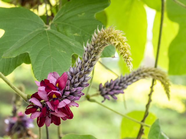 葛の花