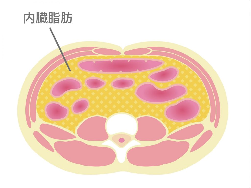 内臓脂肪