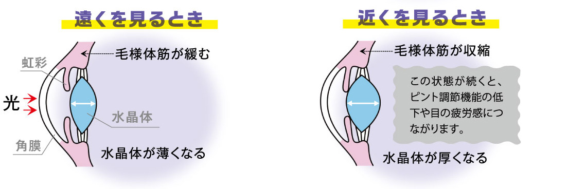 目に良いビルベリー由来アントシアニンとは 教えて この成分 Dmjえがお生活 公式通販サイト 自然由来の健康食品 サプリメント 化粧品などを心を込めてお届けします 目に良いビルベリー由来アントシアニンとは 教えて この成分 Dmjえがお生活 公式通販サイト 自然由来の健康食品 サプリメント 化粧品などを心を込めてお届けします