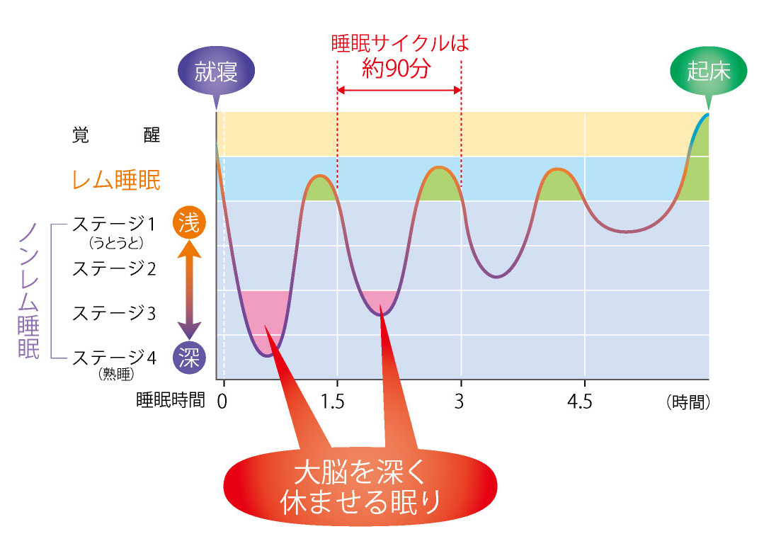 睡眠の質 眠りの深さ の向上に役立つ ラフマ とは 教えて この成分 dmjえがお生活 公式通販サイト 自然由来の健康食品 サプリメント 化粧品などを心を込めてお届けします