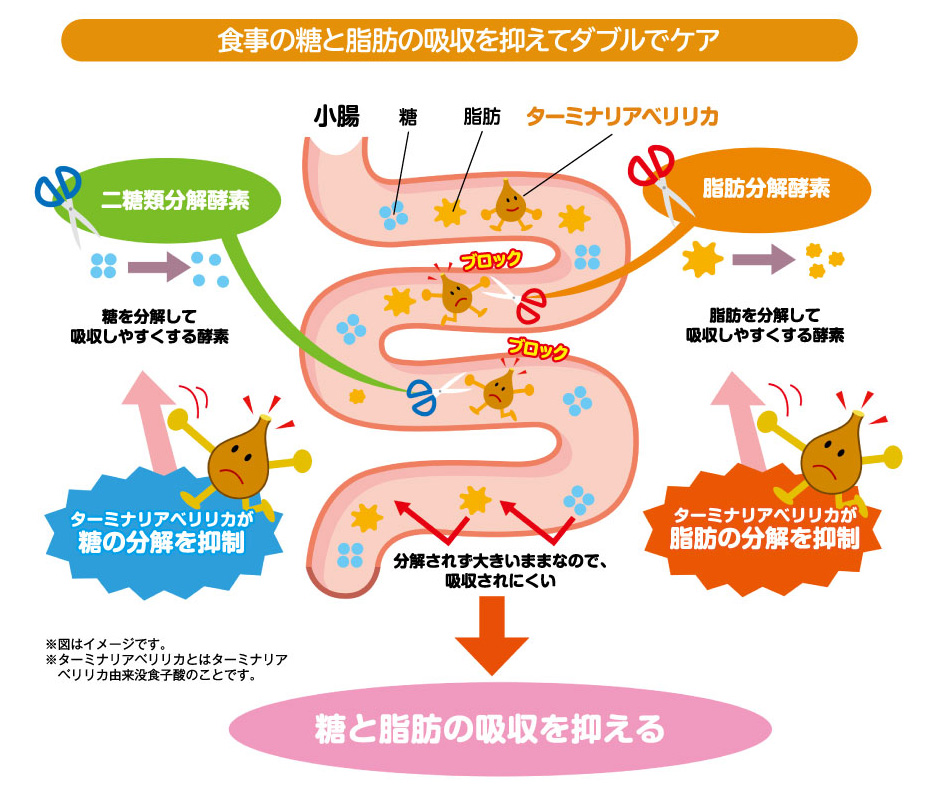 食後血糖値と中性脂肪が気になる方から注目されるターミナリアベリリカとは? | 教えて!この成分 | DMJえがお生活 公式通販サイト|自然由来の健康食品・サプリメント・化粧品などを心を込めてお届けします。 食後血糖値と中性脂肪が気になる方から注目されるターミナリアベリリカとは? | 教えて!この成分 | DMJえがお生活 公式通販サイト|自然由来の健康食品・サプリメント・化粧品などを心を込めてお届けします。